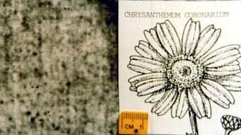 Отображение цветка на Плащанице